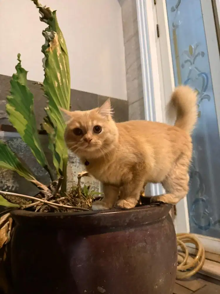 Kucing Persia Orange Jantan