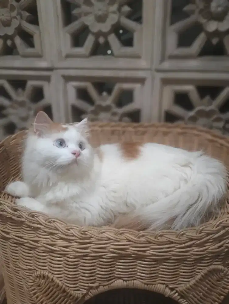 JASA PACAK KUCING PERSIA X HIMALAYA