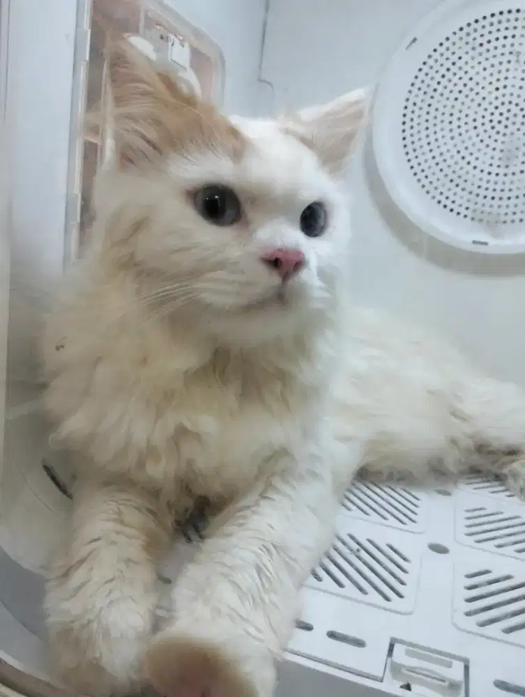 JASA PACAK KUCING PERSIA X HIMALAYA (PROVEN)