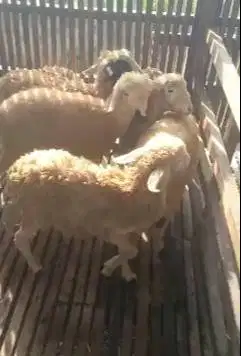 20 ekor domba betina 5 bulanan 11-14 kiloan siap penggemukan jamin top