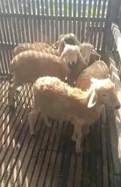 10 ekor domba betina 5 bulanan 11-14 kiloan siap penggemukan jamin top