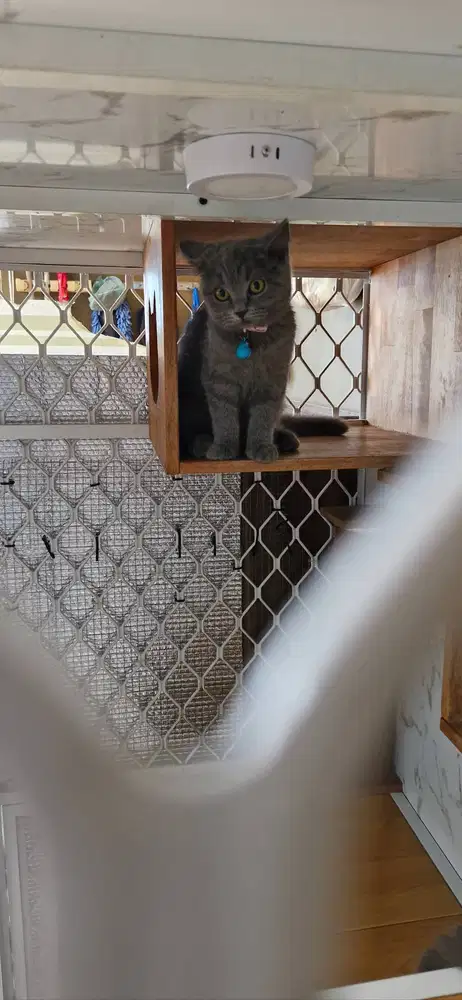 Jual British Short Hair