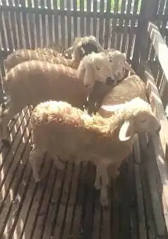 20 ekor domba betina 5 bulanan 11-14kiloan siap penggemukan ternak top
