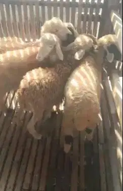 10 ekor domba betina 5 bulanan 11-14 kiloan siap penggemukan ternak ok