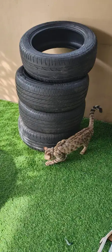 Ban BMW Bridgestone R17