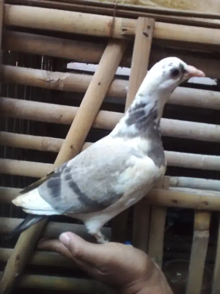 Seekor anak merpati pos istimewa