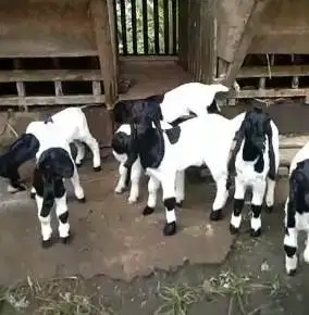 10 ekor anakan kambing etawa betina 4 bulanan siap ternak penggemukan