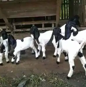 10 ekor anakan kambing etawa betina 4 bulanan siap ternak penggemukan
