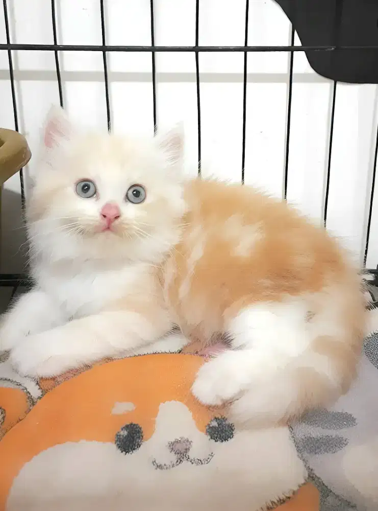 Kucing persia jantan