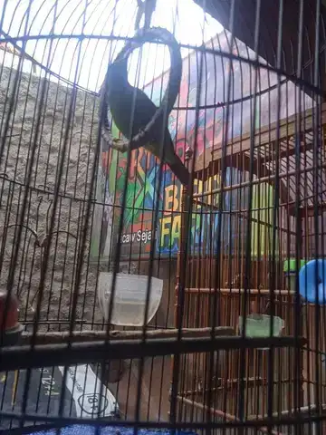 Masteran jinak n gacor Ring X~Ray