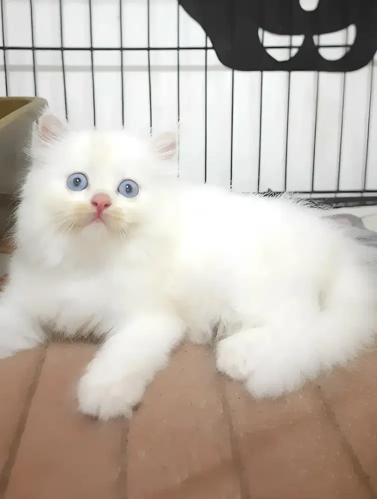 Kucing Persia Jantan