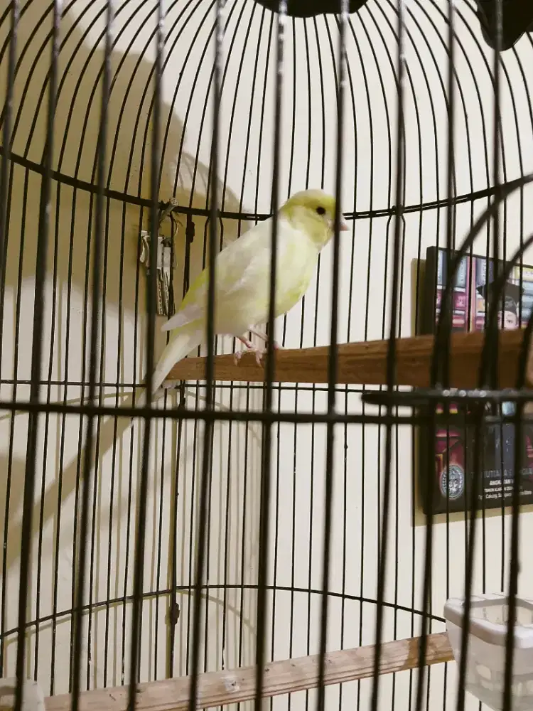 Kenari beti loper siapan