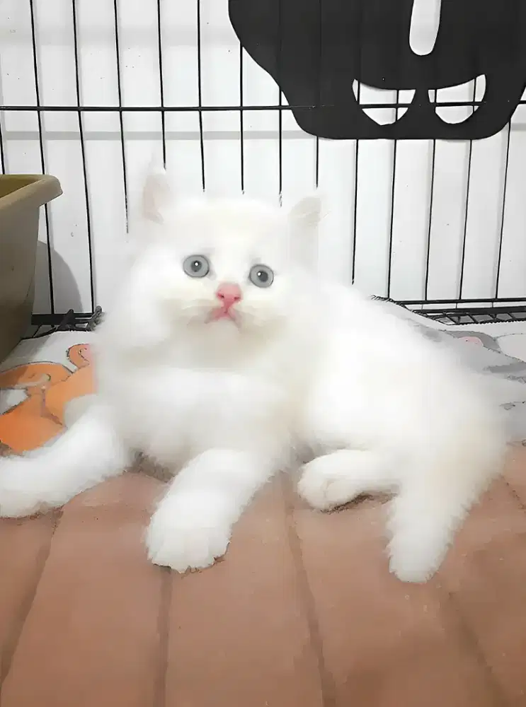Kucing Persia Jantan