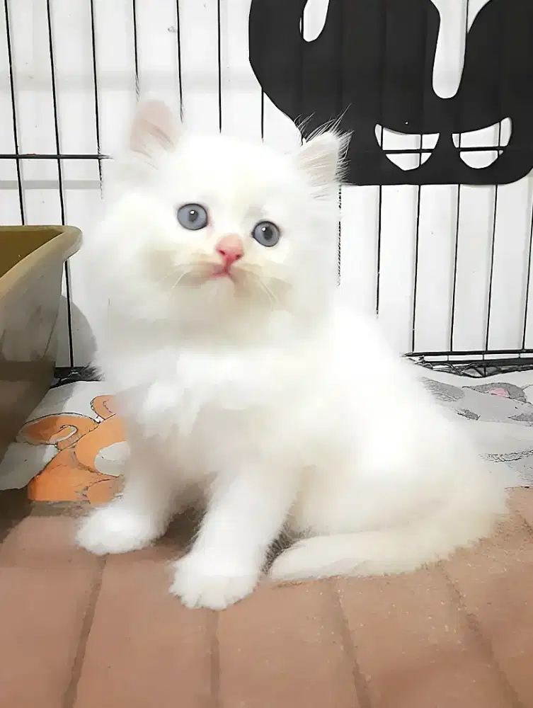 Kucing Persia Betina