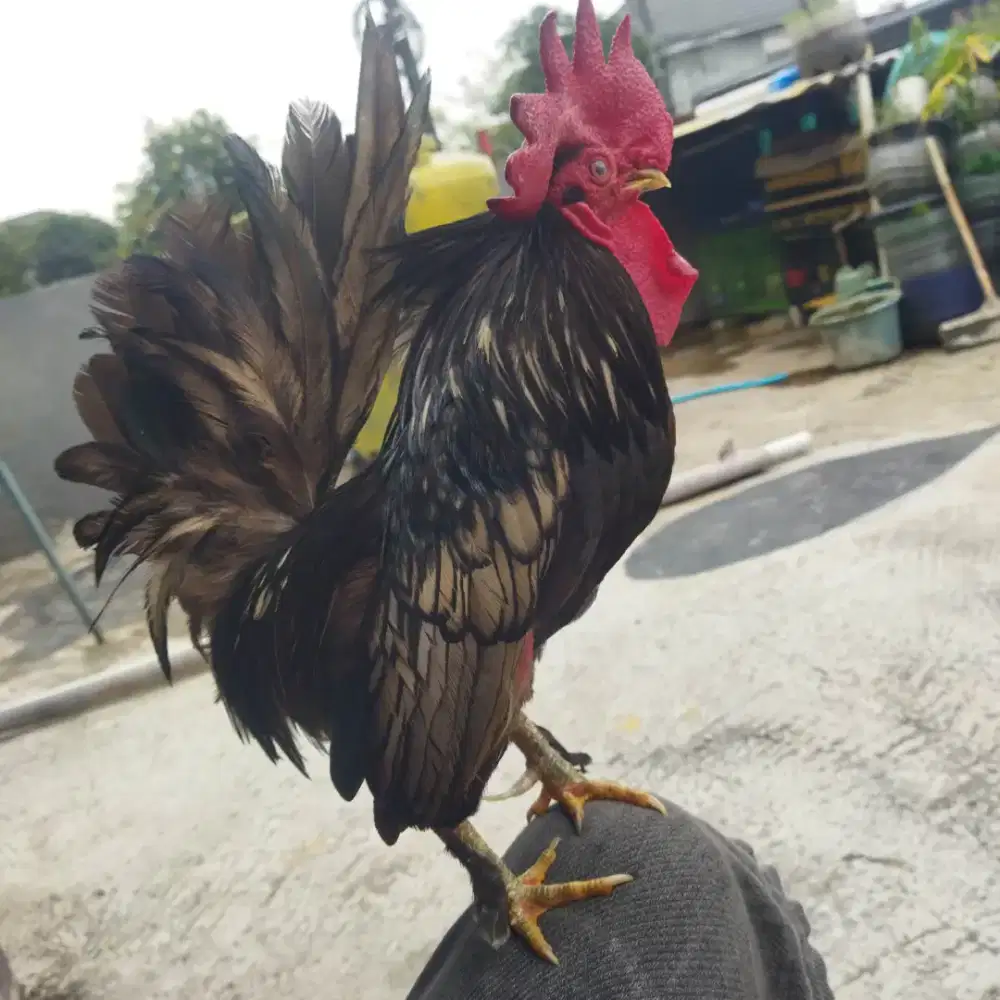Ayam Kate serama sepasang sudah bertelor+kandang