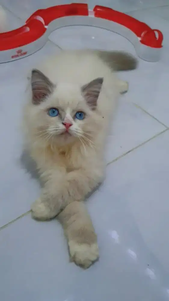 Kitten Ragdoll Blue Bicolour