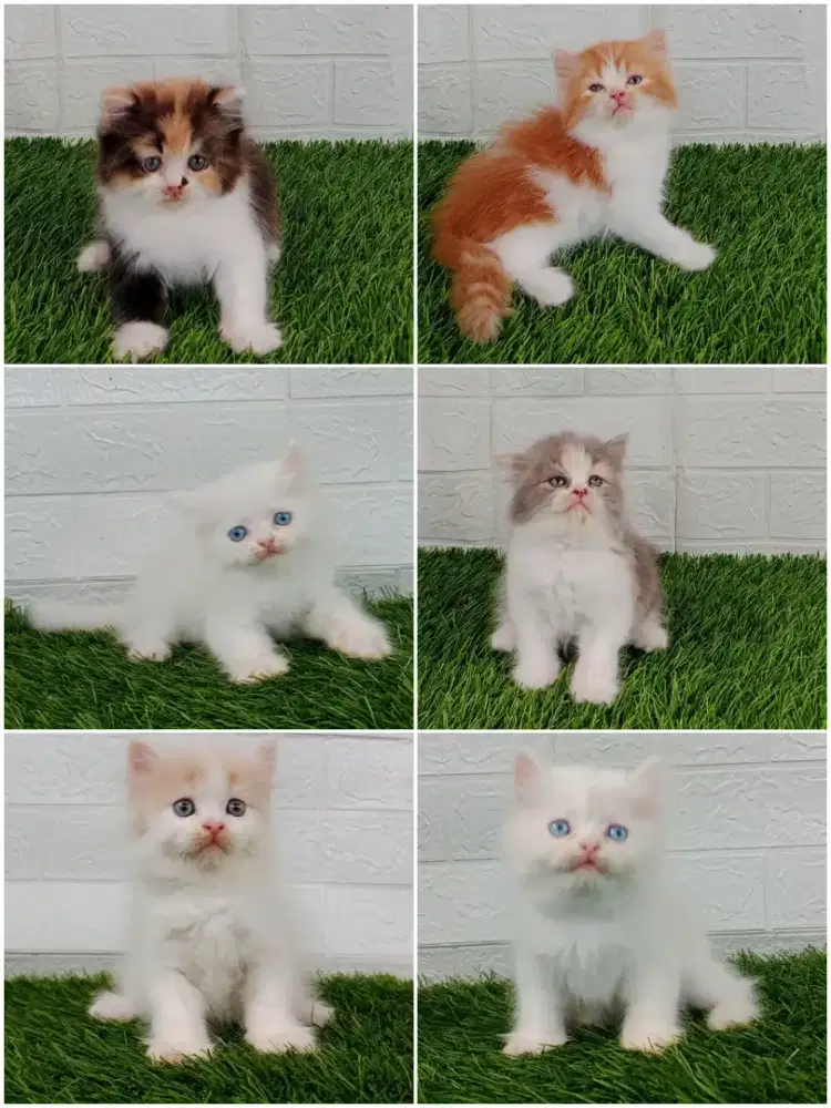 Kucing persia Flatnose