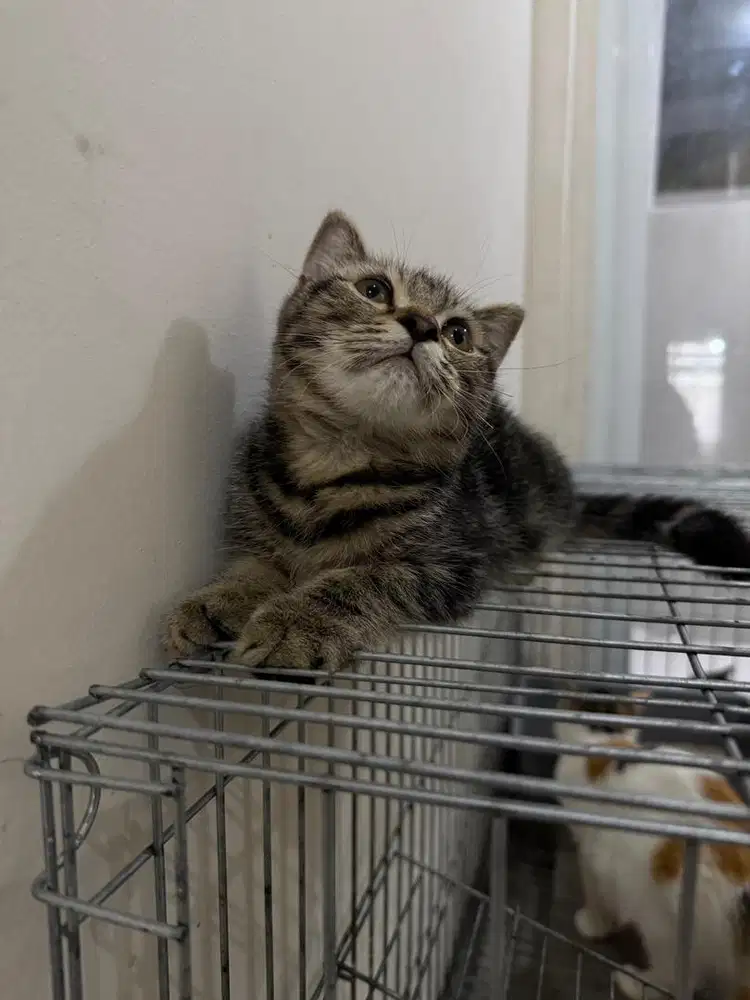 Kucing Scottih single fold