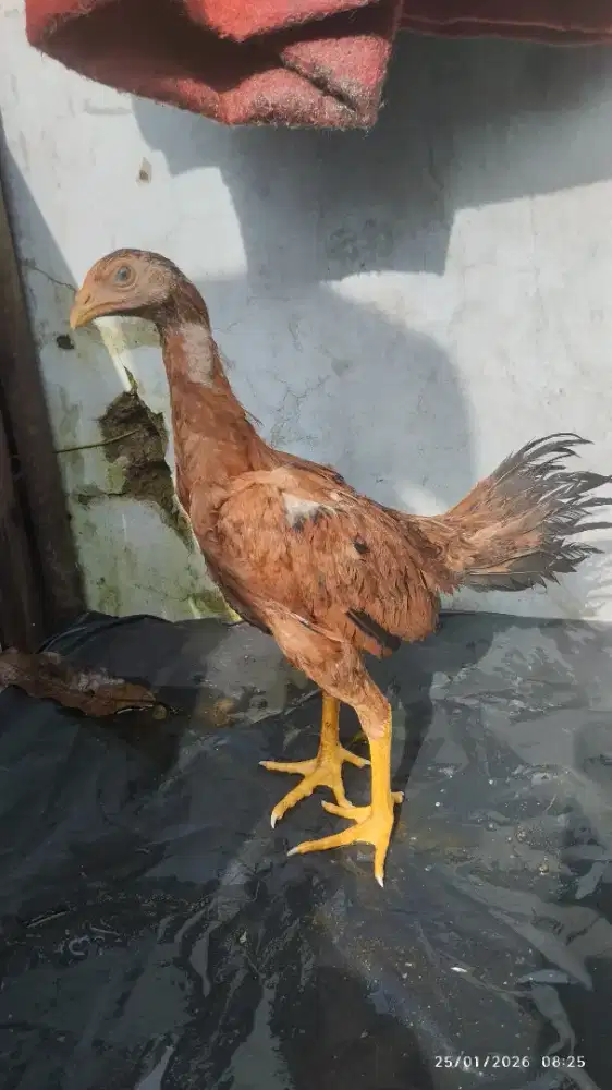 Pamangon usia 3 bulan