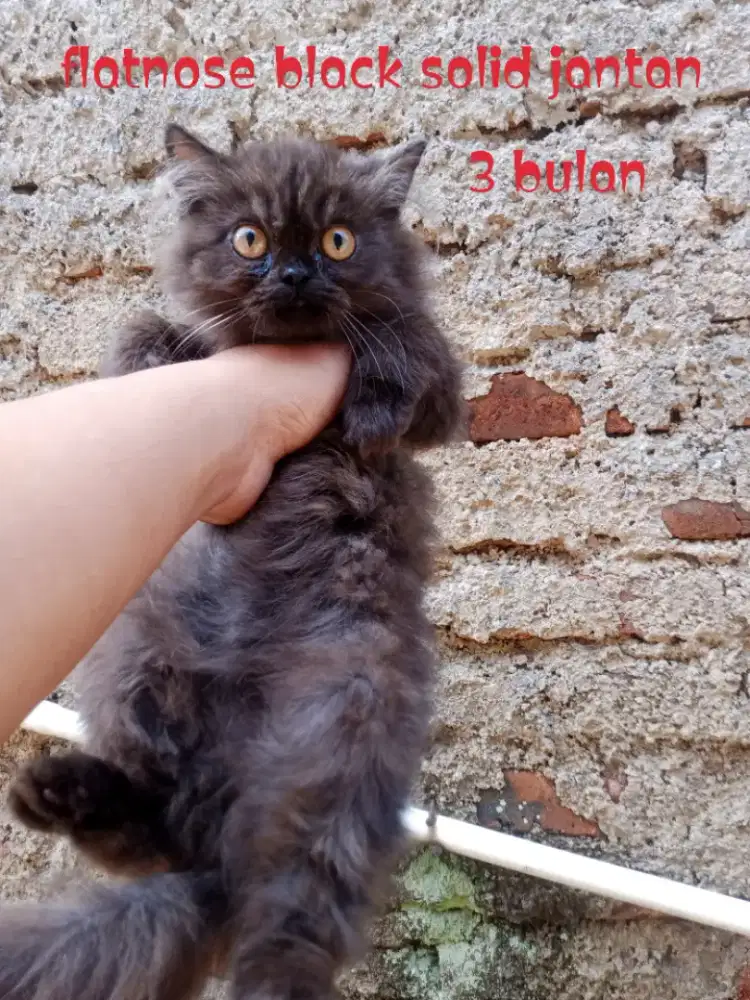 Kucing Persia flatnose