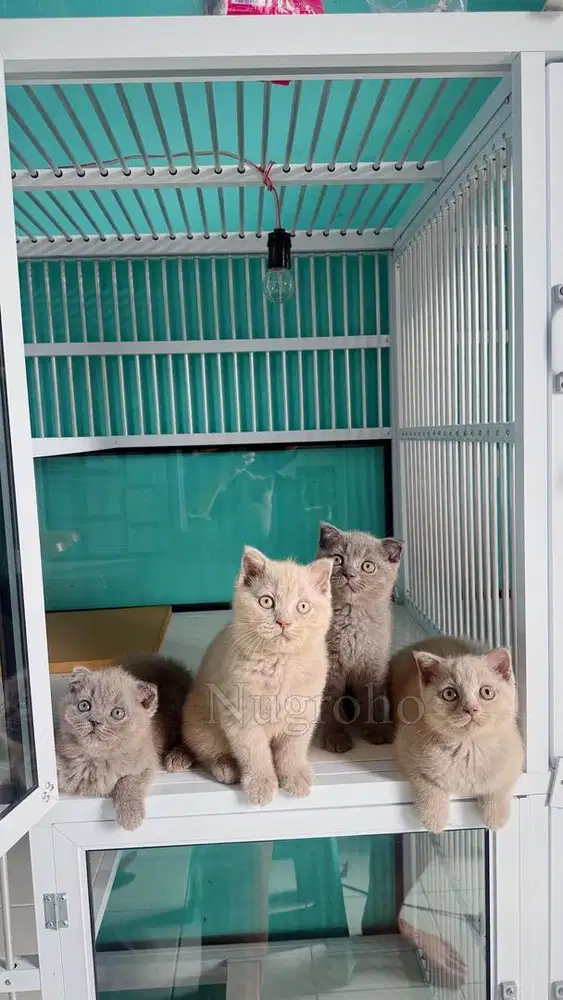 KUCING BRITISH SHORTHAIR FOLD