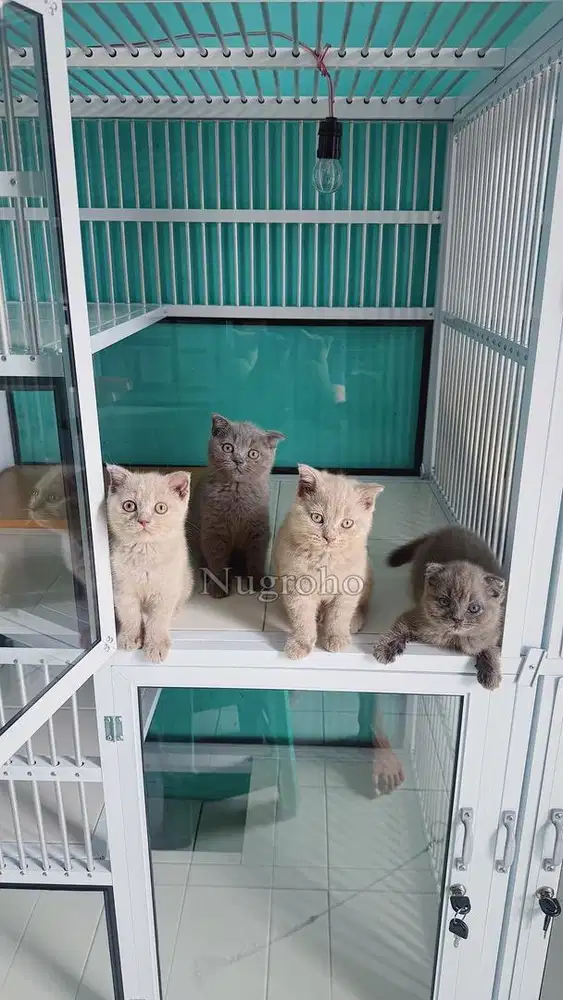 KUCING BRITISH SHORTHAIR