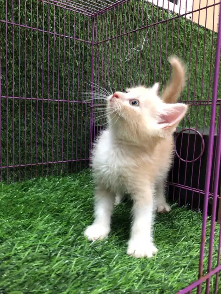 Persia Medium Jantan