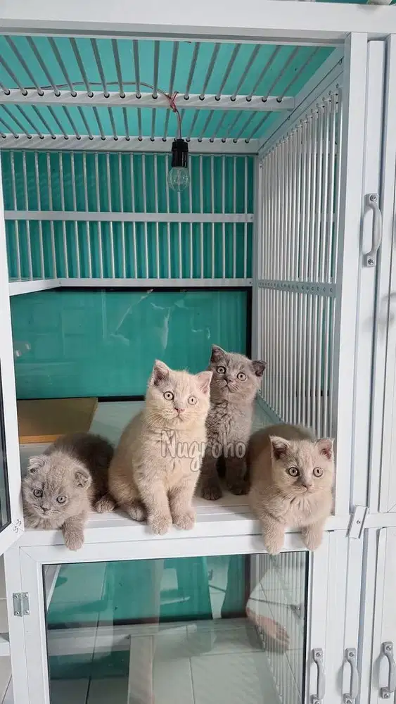 KUCING BRITISH SHORTHAIR TELINGA FOLD