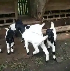 10 ekor anakan kambing etawa betina 4 bulanan superan unggulan manteb