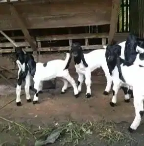 10 ekor anakan kambing etawa betina 4 bulanan superan unggulan manteb