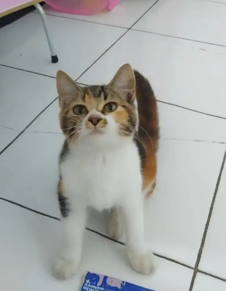 Munchkin BSH NS Calico Female