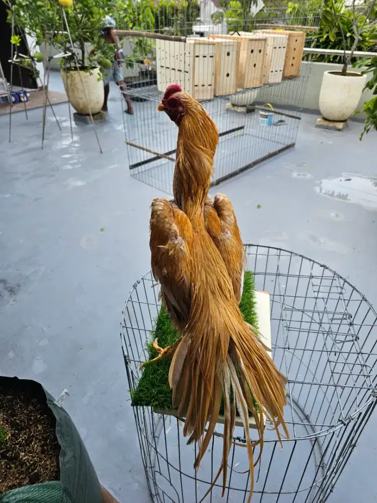 Ayam Ekor Lidi warna Emas