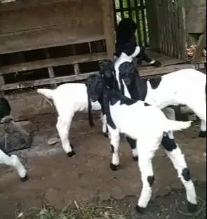 10 ekor anakan kambing etawa betina 4 bulanan kaligesing siap ternak