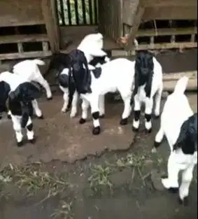 10 ekor anakan kambing etawa betina 4 bulanan kaligesing siap ternak