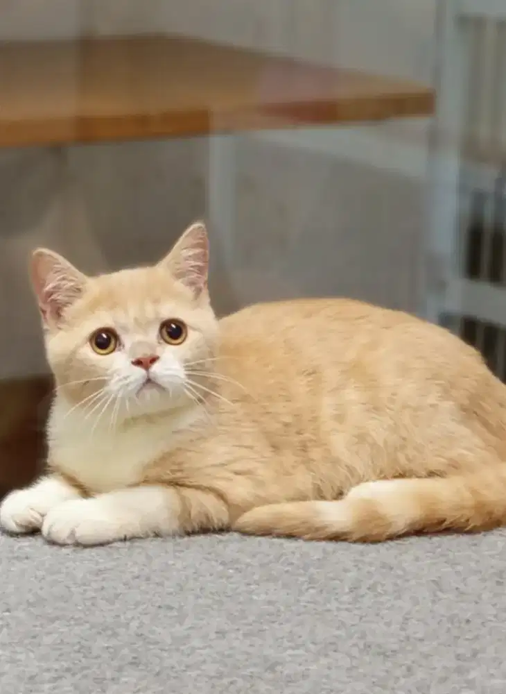 British Shorthair Bicolor Cream