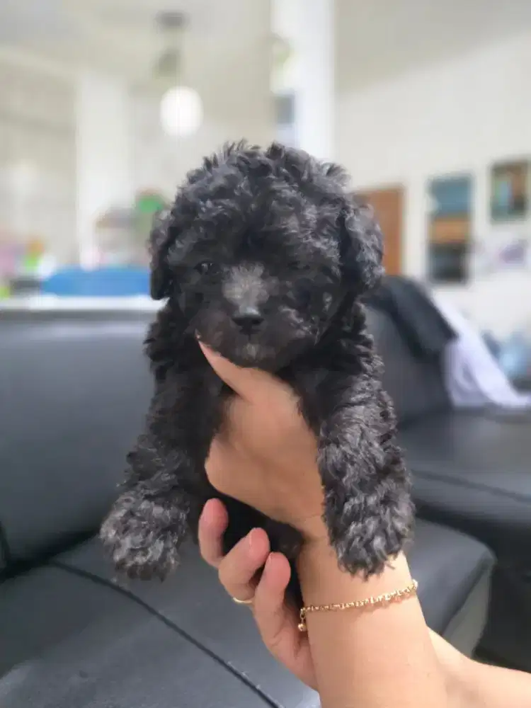 anakan toy pudel silfer jtn /btn stb vaksin 2 bln