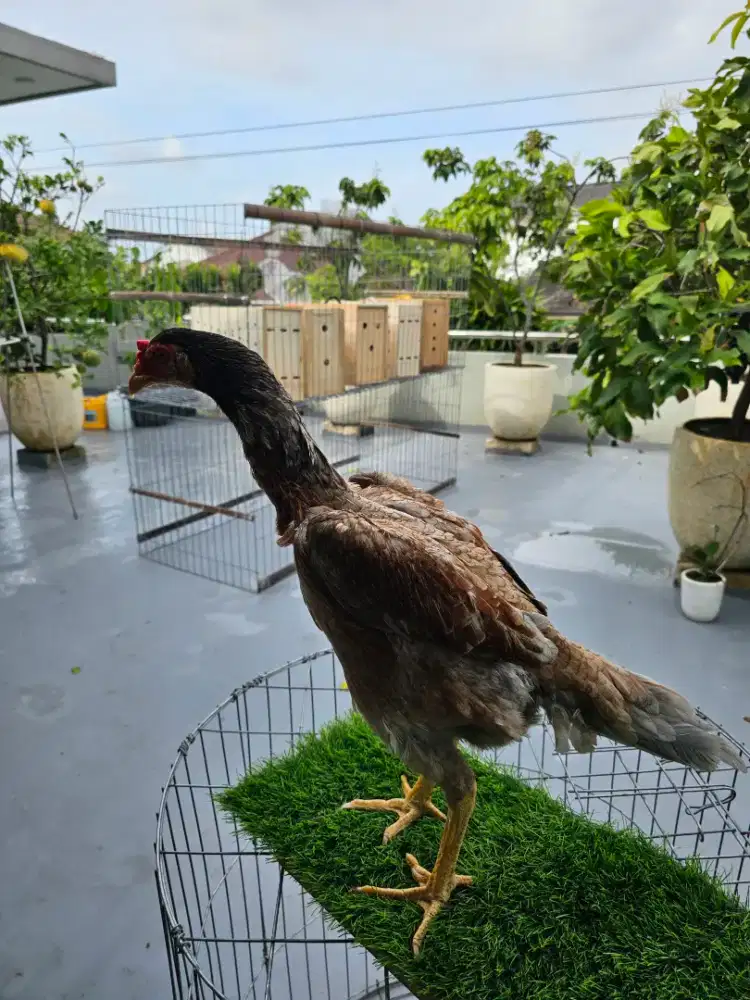 Babon shamo 1x nelor