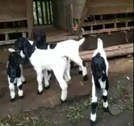 10 ekor anakan kambing etawa betina 4 bulanan ras kaligesing superan