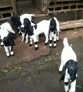 10 ekor anakan kambing etawa betina 4 bulanan ras kaligesing superan