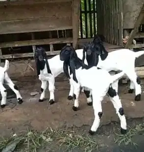 10 ekor anakan kambing etawa betina 4 bulanan ras kaligesing superan