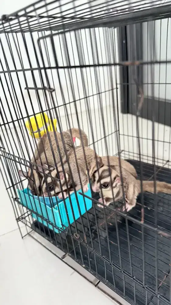 Sugar Glider sekeluarga