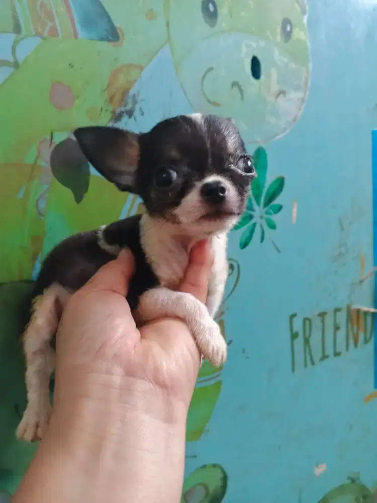chihuahua jantan 2 bln stb vaksin tea cup