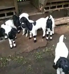 10 ekor anakan kambing etawa betina kaligesing 4 bulanan super unggul