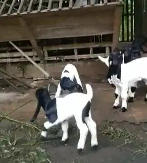 10 ekor anakan kambing etawa betina kaligesing 4 bulanan super unggul