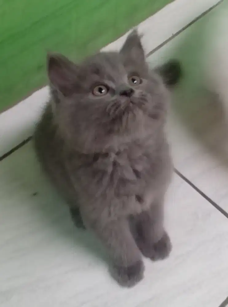 Dijual Cepat Anak Kucing Persia Bulu Kapas Per Ekor