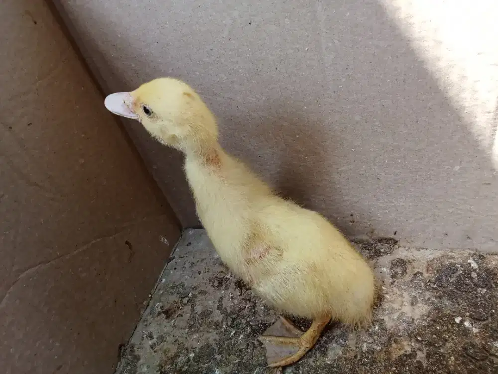 Bebek silangan entok