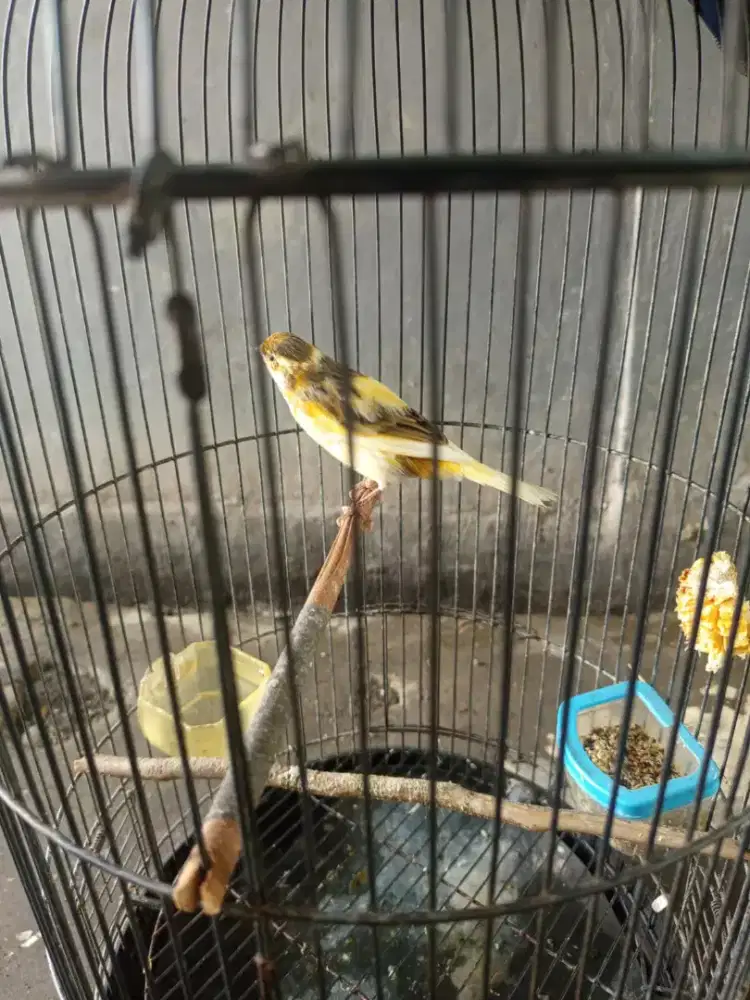 Jual Burung Kenari fullset
