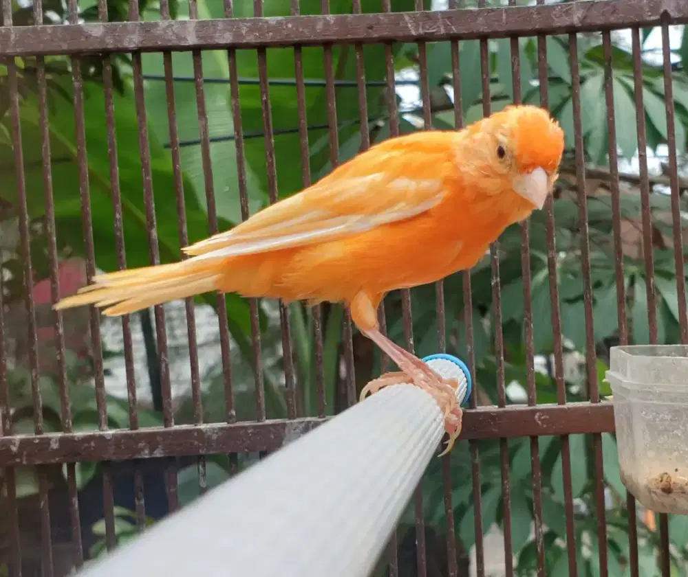 Kenari merlok grade A usia paud jantan