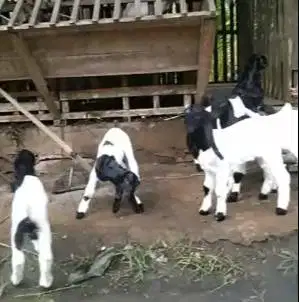 10 ekor anakan kambing etawa betina kaligesing 4 bulanan siap ternak