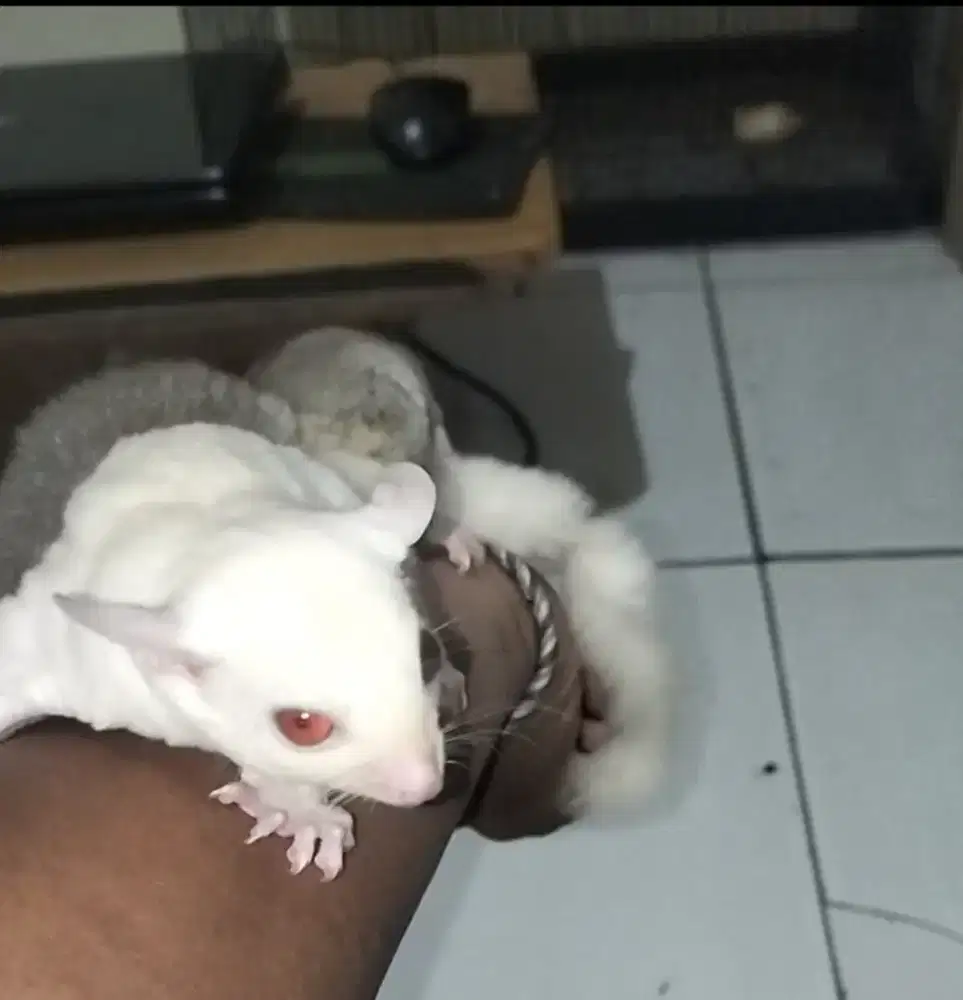 Sugar Glider Creamino Betina